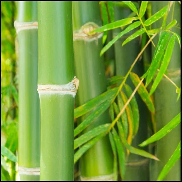 Bamboo Fabric - Pound Fabrics